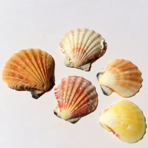 Pectin Shells Mixed Colors - Set of 30 Decor for Terrariums & Crafts - Image 2