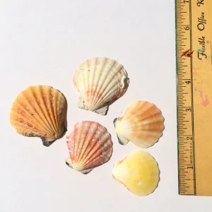 Pectin Shells Mixed Colors - Set of 30 Decor for Terrariums & Crafts - Image 3