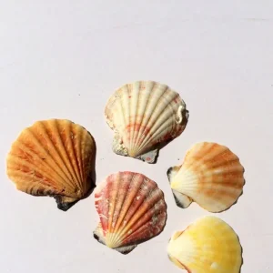 Pectin Shells Mixed Colors - Set of 30 Decor for Terrariums & Crafts - Image 1