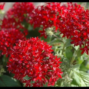 Pentas Cranberry Punch Live Plant 2-Pack – 5-9