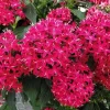 Pentas Cranberry Punch Live Plant 2-Pack – 5-9" Tall Egyptian Starcluster – Outdoor Flower - Image 1