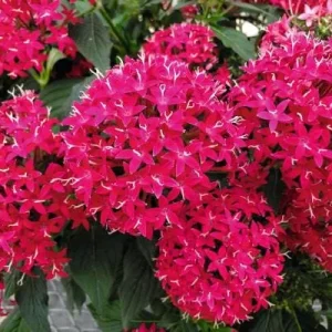 Pentas Cranberry Punch Live Plant 2-Pack – 5-9" Tall Egyptian Starcluster – Outdoor Flower - Image 1