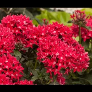 Pentas Cranberry Punch Live Plant 2-Pack – 5-9