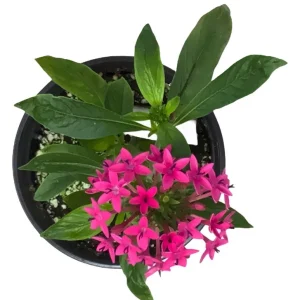 Pentas Jessica Punch Live Plant, Egyptian Starcluster, Pack of 2, 5-9