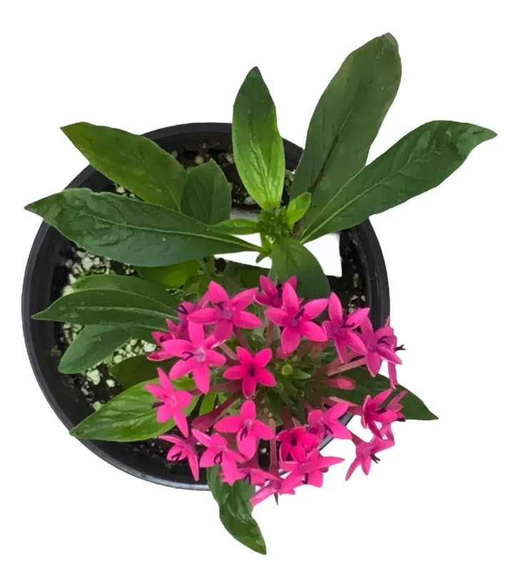 Pentas Jessica Punch Live Plant, Egyptian Starcluster, Pack of 2, 5-9" Tall, Pink Flowers, Outdoor - Image 2