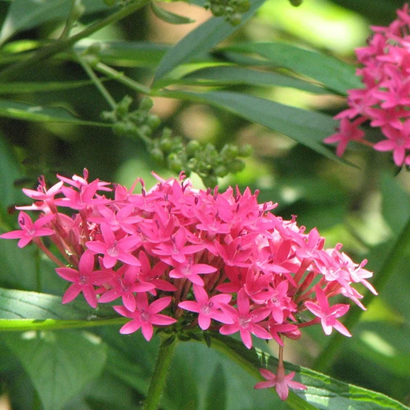 Pentas Jessica Punch Live Plant, Egyptian Starcluster, Pack of 2, 5-9" Tall, Pink Flowers, Outdoor - Image 3