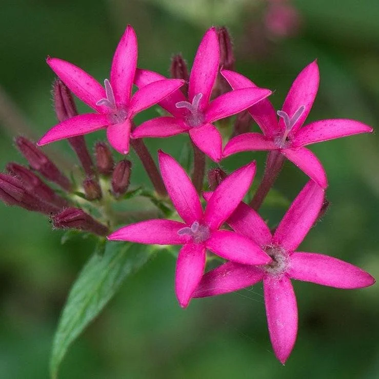 Pentas Jessica Punch Live Plant, Egyptian Starcluster, Pack of 2, 5-9" Tall, Pink Flowers, Outdoor - Image 4