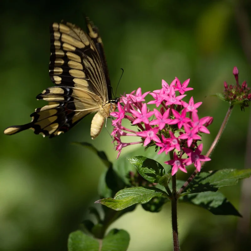 Pentas Jessica Punch Live Plant, Egyptian Starcluster, Pack of 2, 5-9" Tall, Pink Flowers, Outdoor - Image 5