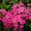 Pentas Jessica Punch Live Plant, Egyptian Starcluster, Pack of 2, 5-9" Tall, Pink Flowers, Outdoor - Image 1