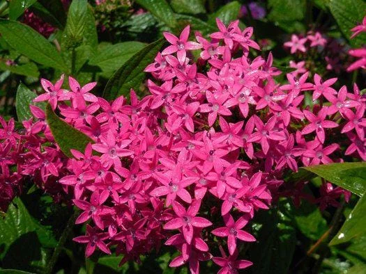 Pentas Jessica Punch Live Plant, Egyptian Starcluster, Pack of 2, 5-9" Tall, Pink Flowers, Outdoor - Image 1