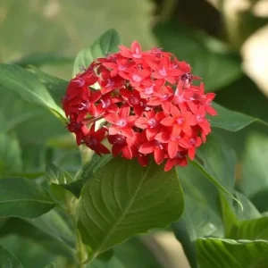 Pentas Pink Profusion Live Plant - 2 Pack, 5-9