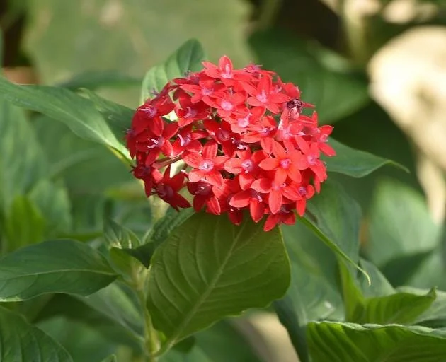Pentas Pink Profusion Live Plant - 2 Pack, 5-9" Tall, Egyptian Starcluster - Image 2