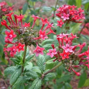 Pentas Pink Profusion Live Plant - 2 Pack, 5-9