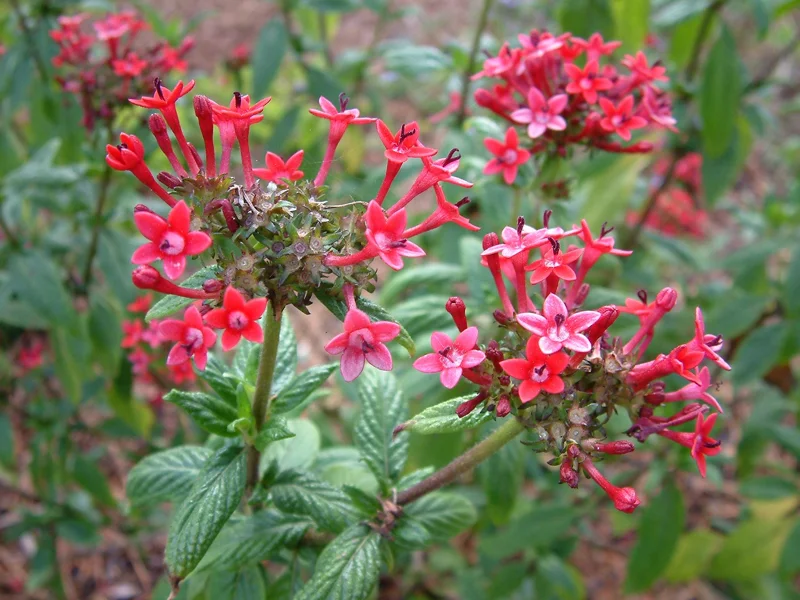 Pentas Pink Profusion Live Plant - 2 Pack, 5-9" Tall, Egyptian Starcluster - Image 3