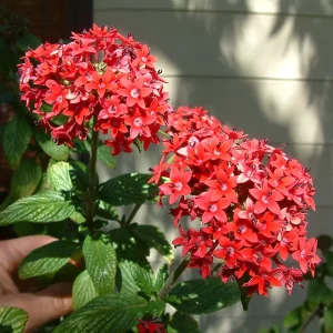 Pentas Pink Profusion Live Plant - 2 Pack, 5-9