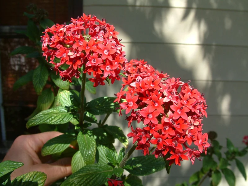 Pentas Pink Profusion Live Plant - 2 Pack, 5-9" Tall, Egyptian Starcluster - Image 1