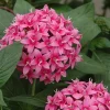 Pentas Starburst Live Plants - Pack of 2, 5-9" Tall, Bicolor Pink & White Flowers - Image 1