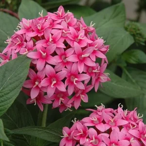 Pentas Starburst Live Plants - Pack of 2, 5-9