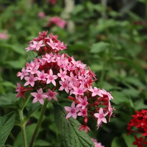 Pentas Starburst Live Plants - Pack of 2, 5-9