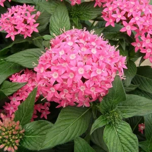 Pentas Starburst Live Plants - Pack of 2, 5-9
