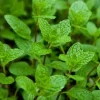 Peppermint Live Plant - Edible Aromatic Herb, Easy Care, 7 inch Height, Indoor/Outdoor - Image 1