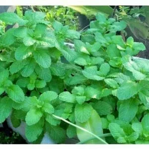 Peppermint Live Plant - Edible Aromatic Herb, Easy Care, 7 inch Height, Indoor/Outdoor - Image 2