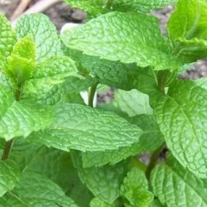 Peppermint Live Plant - Edible Aromatic Herb, Easy Care, 7 inch Height, Indoor/Outdoor - Image 3