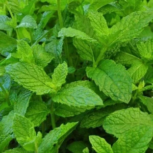 Peppermint Live Plant - Edible Aromatic Herb, Easy Care, 7 inch Height, Indoor/Outdoor - Image 4