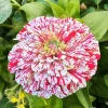 Peppermint Stick Zinnia Seeds - 50+ Count - Annual Flower Seeds for Outdoor Garden - Image 1