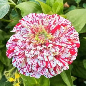 Peppermint Stick Zinnia Seeds - 50+ Count - Annual Flower Seeds for Outdoor Garden - Image 1