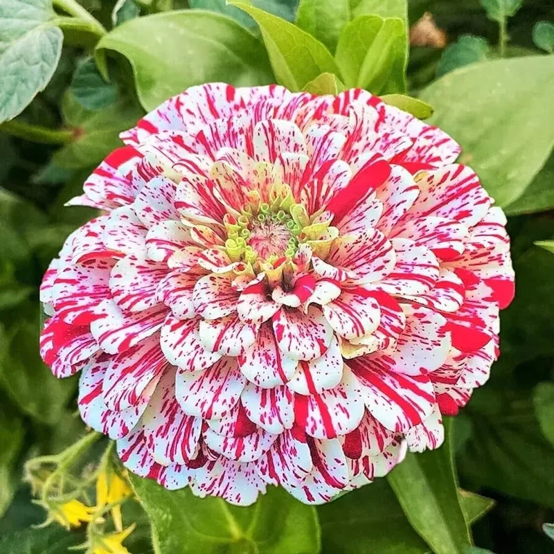 Peppermint Stick Zinnia Seeds - 50+ Count - Annual Flower Seeds for Outdoor Garden - Image 1