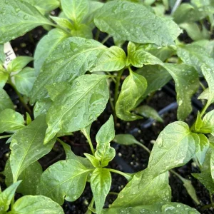 Pequin Chili Live Plant 3-Pack – Super Hot Pepper Plants for Garden or Patio - Image 2