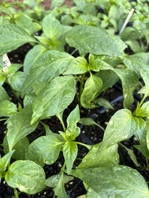 Pequin Chili Live Plant 3-Pack – Super Hot Pepper Plants for Garden or Patio - Image 2