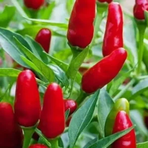 Pequin Chili Live Plant 3-Pack – Super Hot Pepper Plants for Garden or Patio - Image 1