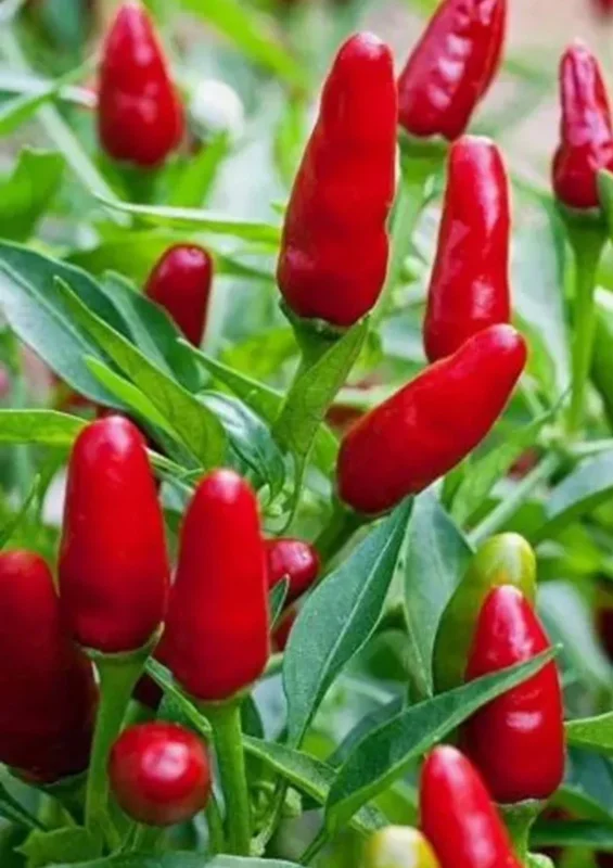 Pequin Chili Live Plant 3-Pack – Super Hot Pepper Plants for Garden or Patio - Image 1