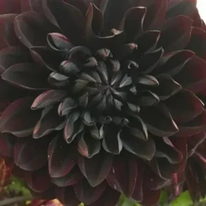 Perennial Dahlia Flower Seeds - 20 Pcs, Easy to Grow, Outdoor Garden - Image 2