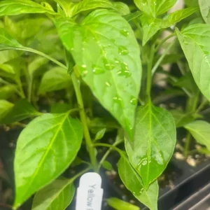 Peter Pepper Live Plant - Hot Yellow Chili - Organic 3-Pack - Medium Heat - Outdoor/Indoor - Image 2