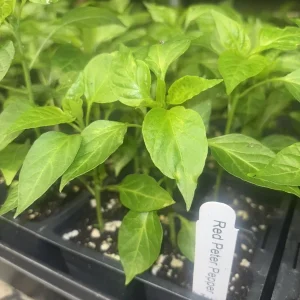 Peter Pepper Live Plant - Set of 3 Hot Red Chili Pepper Plants, 18-24 in Tall, Outdoor - Image 2