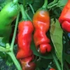 Peter Pepper Live Plant - Set of 3 Hot Red Chili Pepper Plants, 18-24 in Tall, Outdoor - Image 1