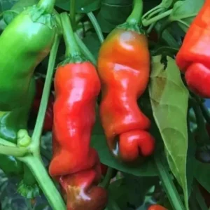Peter Pepper Live Plant - Set of 3 Hot Red Chili Pepper Plants, 18-24 in Tall, Outdoor - Image 1