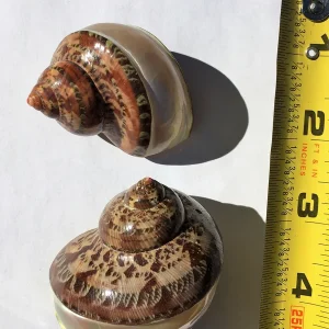 Petholatus Banded Seashell - Terrarium Decor - Natural Ocean Shell - Image 2