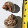 Petholatus Banded Seashell - Terrarium Decor - Natural Ocean Shell - Image 1