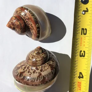 Petholatus Banded Seashell - Terrarium Decor - Natural Ocean Shell - Image 1