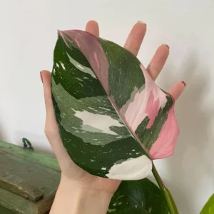 Philodendron Tricolor Princess Live Plant 2 inch Pot Indoor Houseplant - Image 1