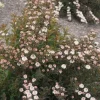 Physocarpus Alouette Ninebark Live Plant - Deciduous Shrub - 4-6 Inch Starter - Image 1
