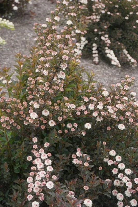 Physocarpus Alouette Ninebark Live Plant - Deciduous Shrub - 4-6 Inch Starter - Image 1