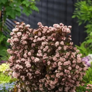 Physocarpus Little Joker Live Plant - Dark Burgundy Shrub - 8-12 Inch Starter - Image 1