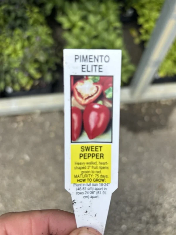 Pimento Elite Sweet Pepper Live Plants - 3-Pack, Ready to Plant - Image 2