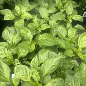 Pimento Elite Sweet Pepper Live Plants - 3-Pack, Ready to Plant - Image 3