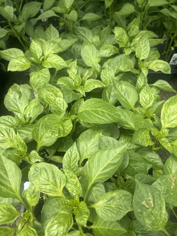 Pimento Elite Sweet Pepper Live Plants - 3-Pack, Ready to Plant - Image 3